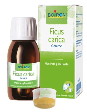 Ficus Carica MG – 60 ml Flacone